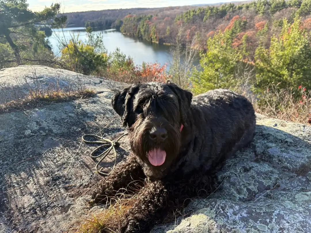 Axel Ros, a Giant Schnauzer, lying on a rock above an autumn lake