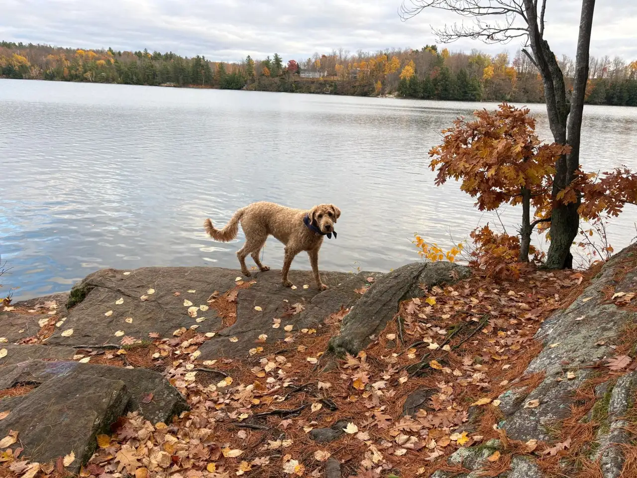 A golden dog on a lakeshore in autumn