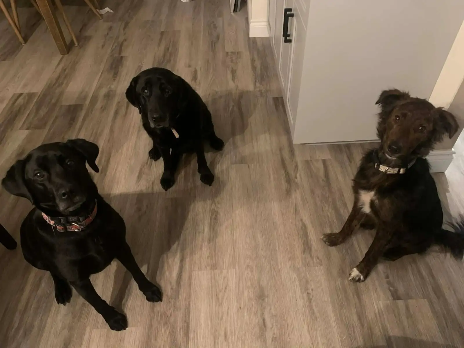 Three dogs sitting on a wooden floor looking up — photograph from bonesandroses.ca